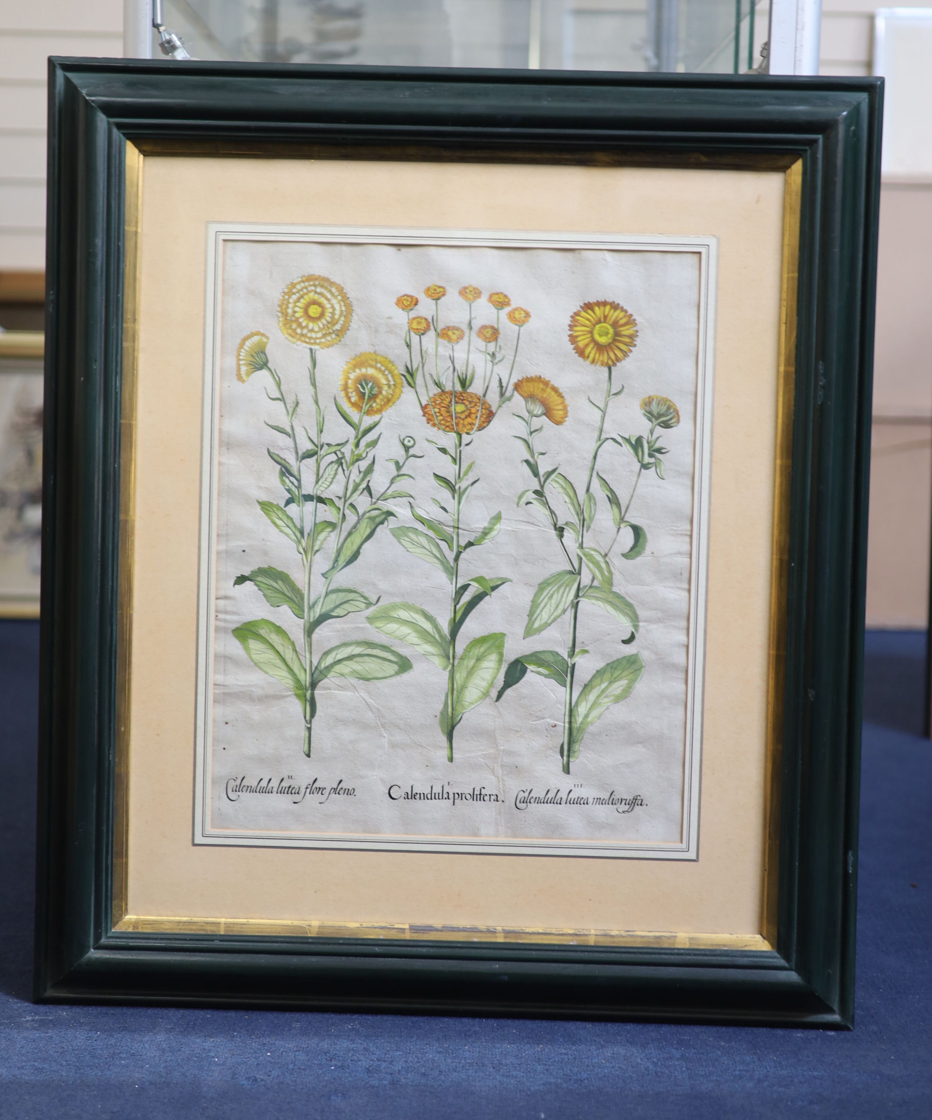 Basilius Besler (1561-1629), Martagon Imperiale Molchatum, Myrtus Tarentina, Myrtus Latifolns, Calendula Prolifera, Tanacetum Inodorum, Flore Belli and Reseda Plinn, Five engravings with handcolouring printed on laid pap
